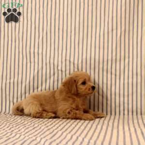 Kastor, Maltipoo Puppy